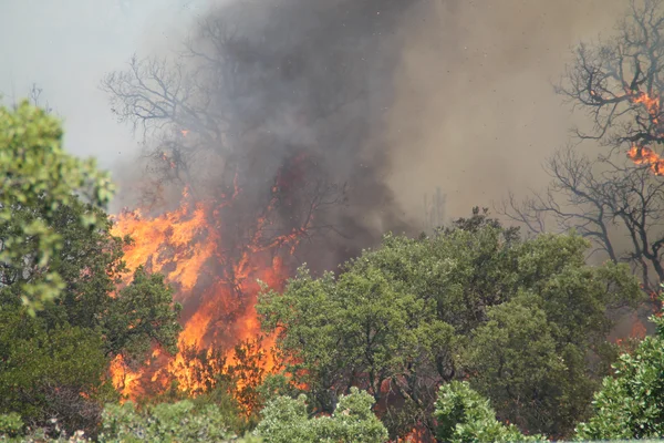 Un incendie de forêt dévastateur avec des flammes et une épaisse fumée.