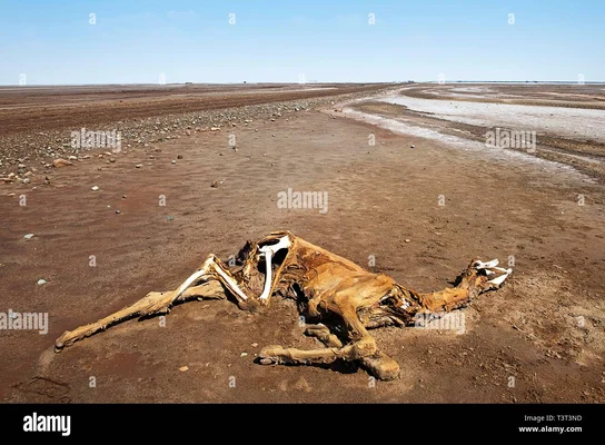 Carcasse de chameau dans le désert de Danakil, en Éthiopie.