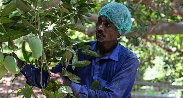 Un agriculteur pakistanais inspectant la récolte de mangues dans un verger