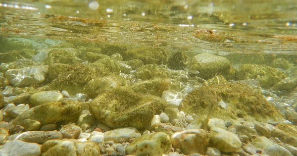 Eaux de baignade : comment réagir face à l'expansion des microalgues toxiques