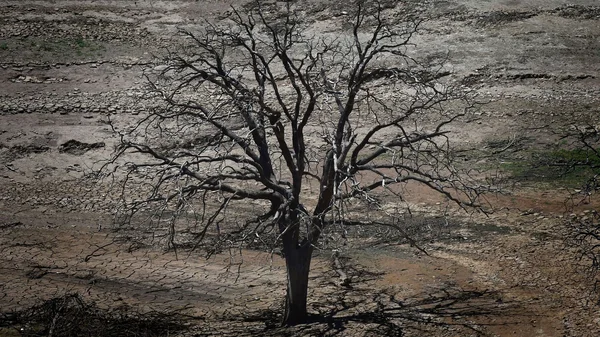 Arbre mort dans un paysage désertique de Californie, victime de la sécheresse.