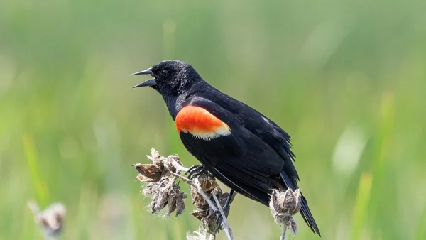 Un carouge à épaulettes perché sur une tige, espèce représentative des oiseaux des milieux agricoles.