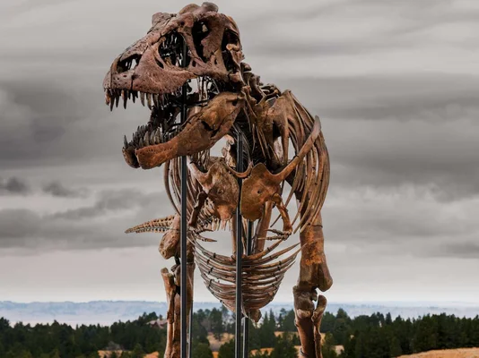 Gus le T-Rex tenant le crâne d'un Triceratops, une mise en scène spectaculaire.