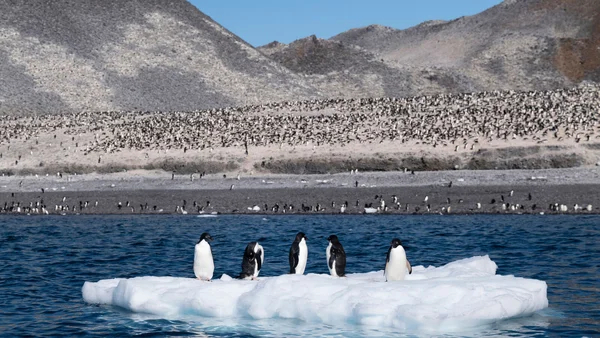 Colonie de manchots Adélie sur la côte antarctique, symbole de la biodiversité menacée par le réchauffement.