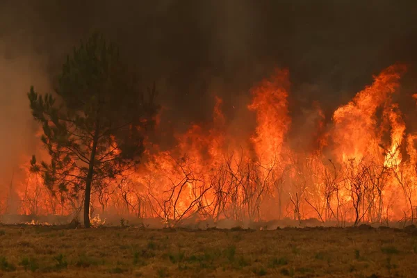 Violent incendie de forêt dans le Sud-Ouest, avec des flammes intenses et une épaisse fumée.