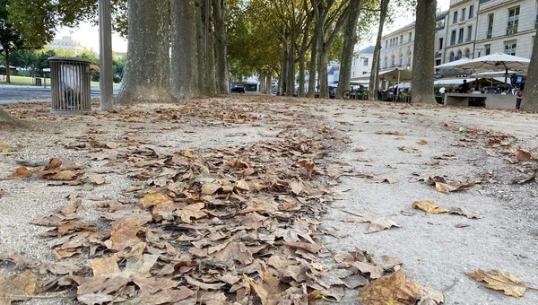 Feuilles mortes de platanes sur une allée, signe de la fragilisation des arbres par la sécheresse dans le Poitou.