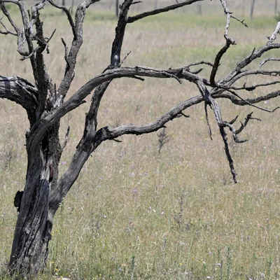 Arbre ayant perdu ses feuilles prématurément à cause de la sécheresse.