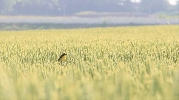Un oiseau dans un champ de céréales, symbole de la biodiversité affectée par l'agriculture intensive.