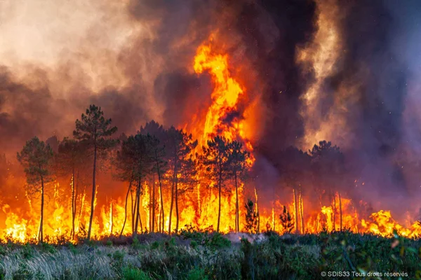 Violent incendie de forêt de pins en Gironde, les flammes dévastant la végétation.