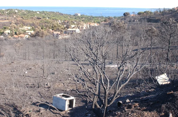 Conséquences d’un incendie de forêt lors de la canicule de 1976 : maisons épargnées mais végétation détruite.