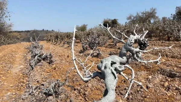 Oliviers dans l'Aude, où les vignes ont limité les dégâts des incendies.