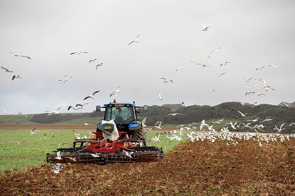 Un tracteur agricole et une volée d'oiseaux suivant la machine, illustrant l'interaction entre l'agriculture intensive et les oiseaux.