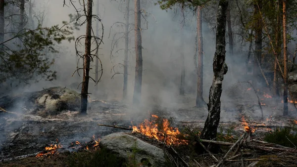 Feu de sous-bois dans la forêt de Fontainebleau, avec des flammes et de la fumée.