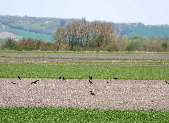 Des oiseaux dans un champ labouré, illustration de l'impact des pratiques agricoles sur les populations d'oiseaux.