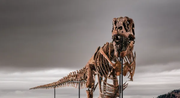 Gus, le T-Rex du Dakota du Sud, exposé en extérieur après sa vente record.