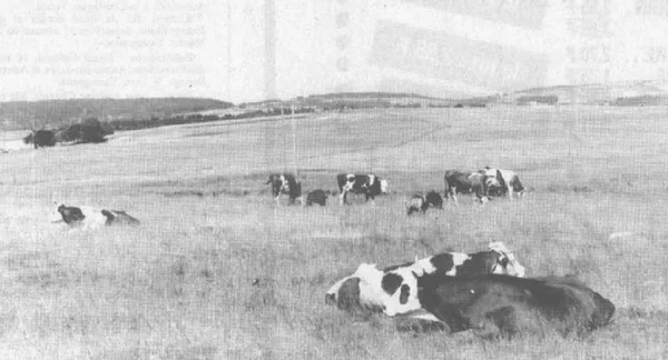 Troupeau de vaches dans un pré lors de la sécheresse de 1976, illustration des difficultés agricoles.