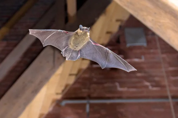 Chauve-souris en vol devant un mur de briques et des poutres en bois