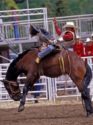 Cavalier de rodéo en pleine action au Calgary Stampede.