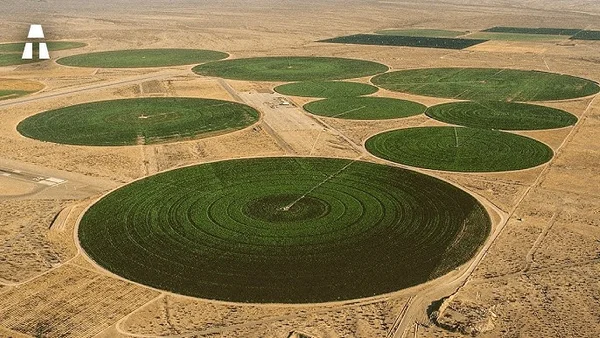 Champs circulaires irrigués par pivot central dans une région aride, symbole de l'agriculture intensive et de son impact sur les habitats d'oiseaux.