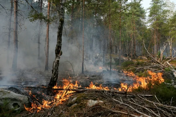 Feu de forêt dans la forêt de Fontainebleau, avec des flammes et de la fumée dans les sous-bois.