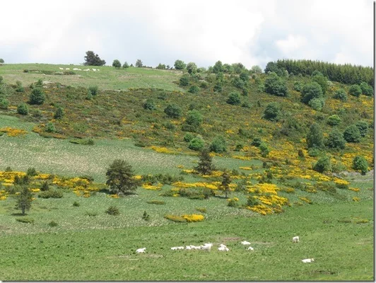 Troupeau de moutons sur les collines du plateau ardéchois.