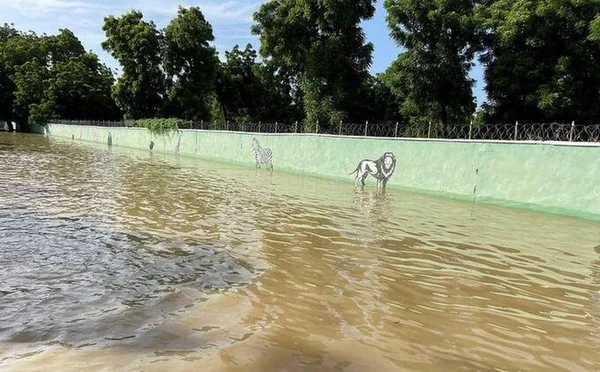 Enclos inondé d'un zoo, avec des peintures murales de zèbre et de lion partiellement immergées.