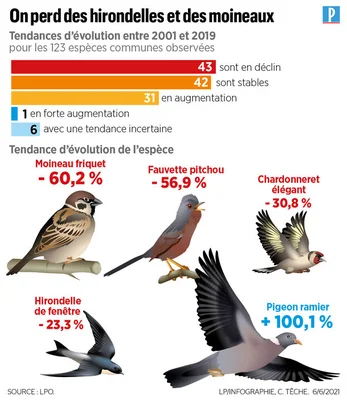 Infographie sur les tendances des populations d'oiseaux communs en France (2001-2019) : moineaux et hirondelles en fort déclin, pigeon ramier en hausse.