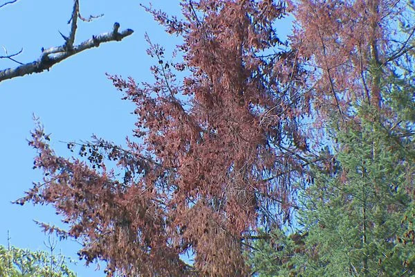 Forêt grillée par la sécheresse : un conifère mort à côté d'un arbre sain.