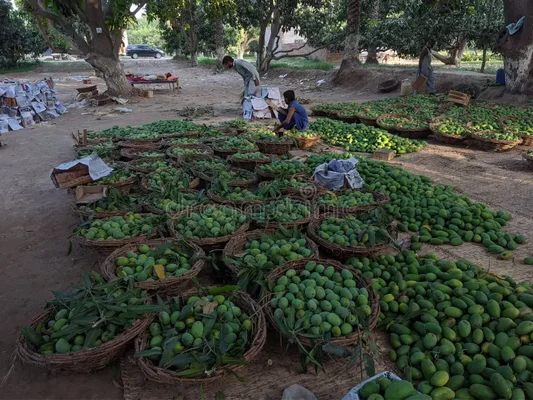 Scène agricole en extérieur avec de nombreux paniers et tas de mangues vertes posés au sol pour le tri ou la vente, deux hommes travaillant à l'arrière-plan sous des arbres.