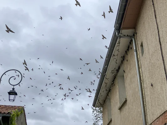 Vol d'hirondelles annonçant le renouveau de la rentrée littéraire.