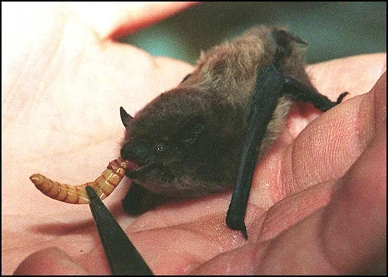 Chauve-souris brune dans une main humaine, mangeant un ver de farine