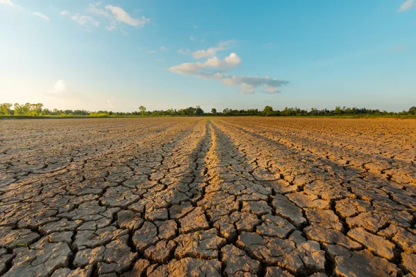 Champ de terre craquelée par la sécheresse, illustrant les effets du manque d'eau sur les sols agricoles.