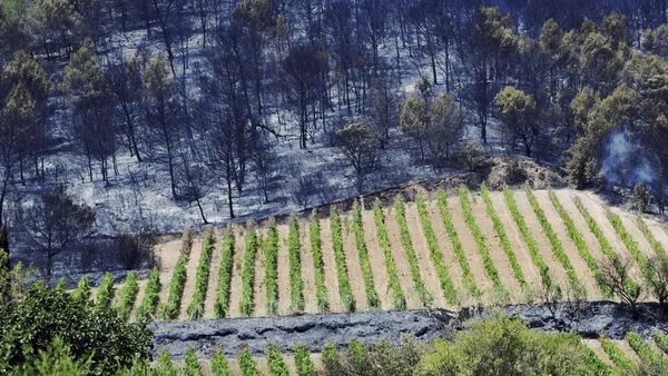 Vignoble épargné par le feu contrastant avec la forêt brûlée.