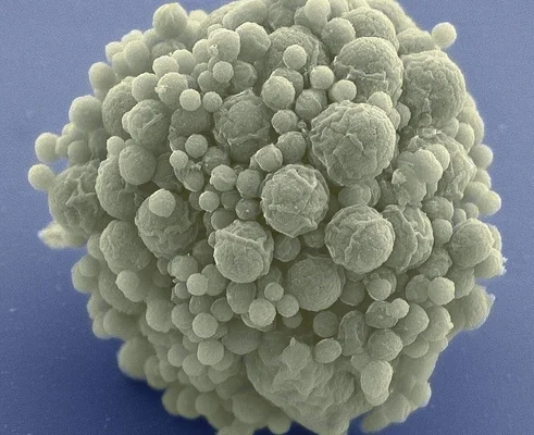 Cellule observée au microscope électronique avec des particules en surface.