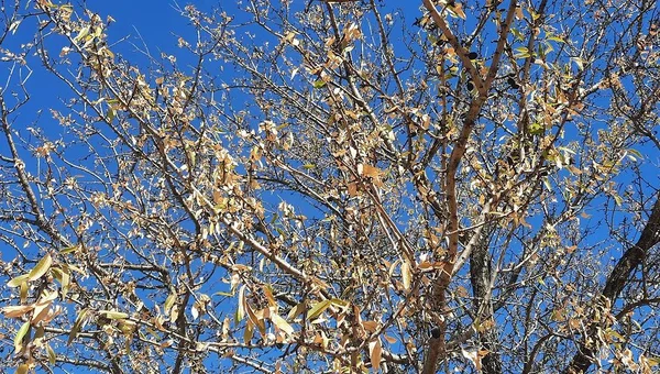 Arbres souffrant de la sécheresse dans le Luberon, avec un feuillage desséché.