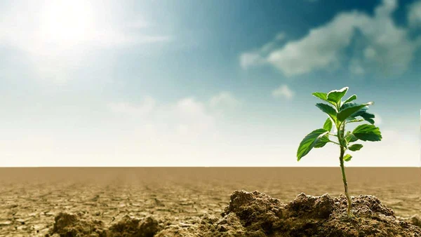 Une pousse verte sur une terre craquelée, symbole d'espoir et de résilience face au changement climatique.