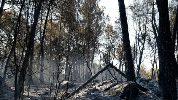 Forêt dévastée par un violent incendie en Andalousie.