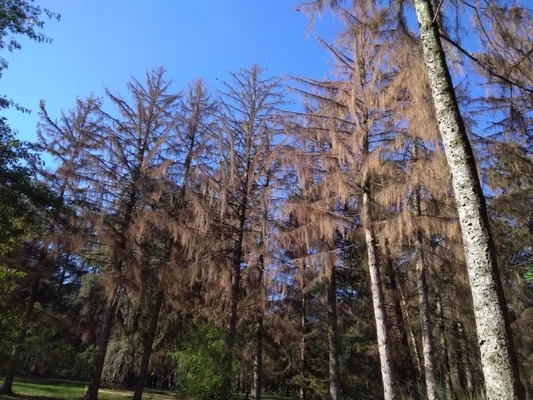 Arbres décimés par la sécheresse et les parasites, une 'tempête silencieuse'.