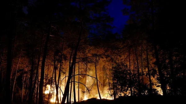 Incendie nocturne dans la forêt de Fontainebleau, les pins embrasés.