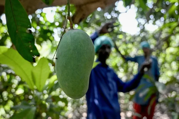Gros plan d'une mangue verte accrochée à une branche, avec deux ouvriers agricoles en tenue de protection bleue flous à l'arrière-plan.