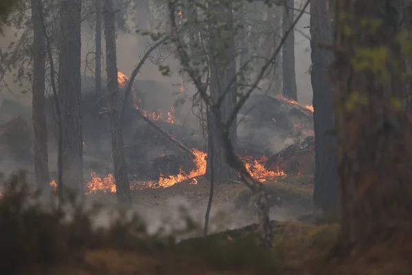 Flammes et fumée dans un sous-bois en forêt de Fontainebleau lors de l'incendie.