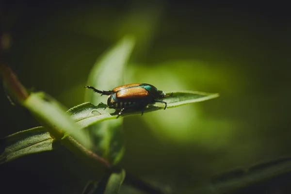 Scarabée japonais, espèce invasive détectée aux portes de la Belgique.