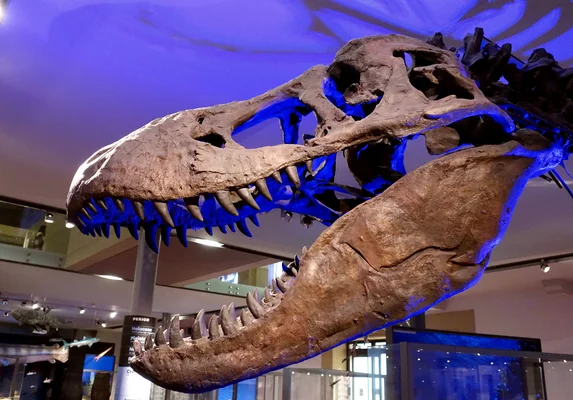 Crâne de T-Rex en réplique au musée Hancock de Newcastle.