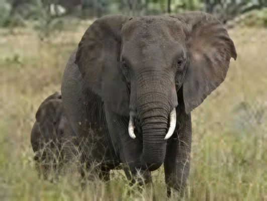 Le clonage pour ressusciter les espèces éteintes ?