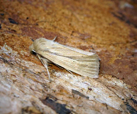 Image by Ben Sale from UK