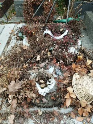 Image by ManoSolo13241324