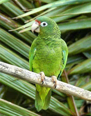 Close-up of the endemic Puerto Rican parrot with green feathers and red forehead.