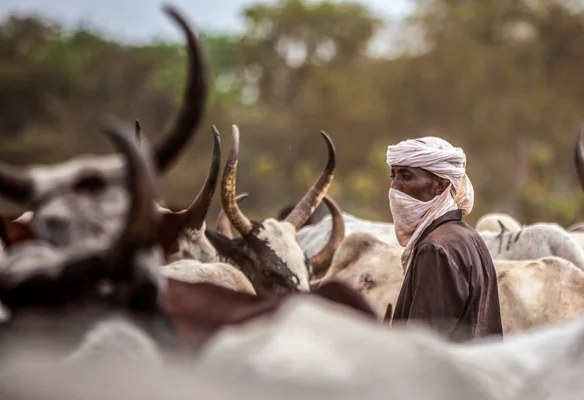 Homme en turban blanc et voile facial debout parmi un troupeau de bovins aux longues cornes courbées, dans un cadre extérieur flou, illustrant le conflit entre éleveurs et agriculteurs au Tchad.