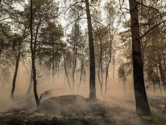 Forêt de Fontainebleau après un incendie, avec des pins élancés émergeant d'une brume ou fumée épaisse au sol, créant une atmosphère désolée et spectrale