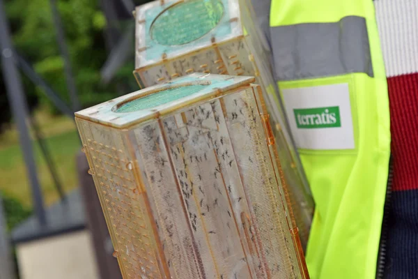Un technicien portant un gilet jaune avec le logo TERRATIS tenant des contenants transparents remplis de moustiques tigres mâles stériles lors d'une expérimentation à La Verpillière.